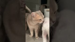 Hearing the voice before seeing the cat. Cash’s still that loud trumpet😅