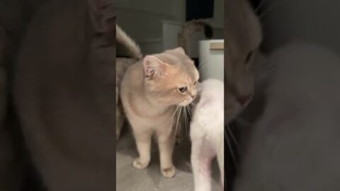 Hearing the voice before seeing the cat. Cash’s still that loud trumpet😅