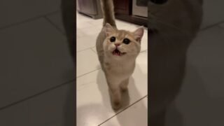 Who doesn’t have such a kitten that keeps meowing?