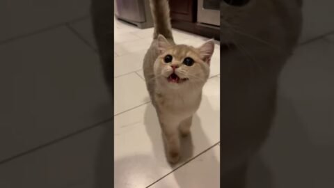 Who doesn’t have such a kitten that keeps meowing?