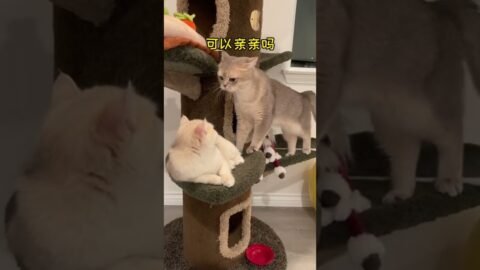 Ca-Ro cat couple‘s mini theater of the Reckless Love