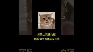 Are cute kittens all two-faced like this?