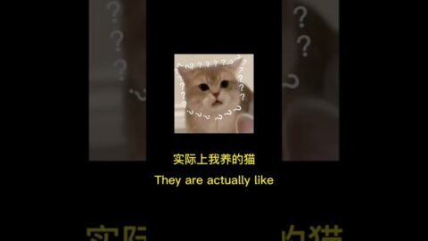 Are cute kittens all two-faced like this?