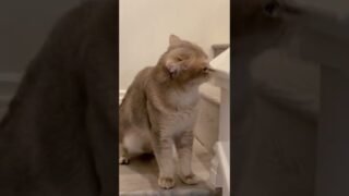 I’ll feel sorry for anyone who hasn’t checked this kitty’s cute meowing