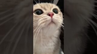 Cash in the perspective of a cat treat~ Reminding us of 2020