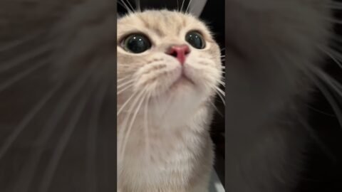 Cash in the perspective of a cat treat~ Reminding us of 2020