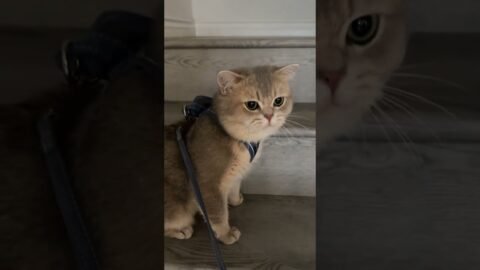 Cash: you want me to walk myself?