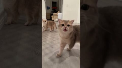 Aggrieved Cash: Mom mom, did you see, they don’t play with me🥺