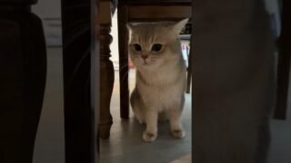 The Meow Meow Duo is driving mom crazy