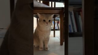 A celebrity cat’s bottom line: no one can get in the way of the camera, not even his own son!
