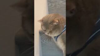 Click to experience 17 seconds of the CAT HEALING MAGIC🌹