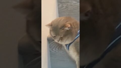 Click to experience 17 seconds of the CAT HEALING MAGIC🌹