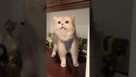 Toy bank guards: “Who touched my toys!”
