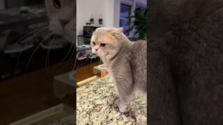 🐱: Who are you calling a baby seal?