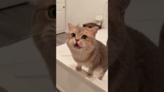 Just an ordinary genius of meowing😺