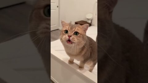 Just an ordinary genius of meowing😺