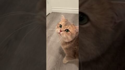 Cute cat answers you be like…