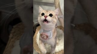 Wait 15s to see how the kitten will look like when he grows up ~