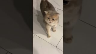 It’s okay that he’s chubby, but he’s too noisy