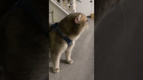 Cash: mom! I’m ready to catch birds in the yard!