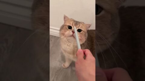 Will any auntie/uncle like a noisy kitty like me🥺？