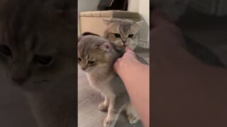 These are not clone cats! These are not clone cats!