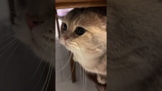 Can anyone really not fall for such a clingy kitty?