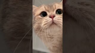 Mom mom, check your time. It’s time for yeowmmy yeowmmy. Quick quick