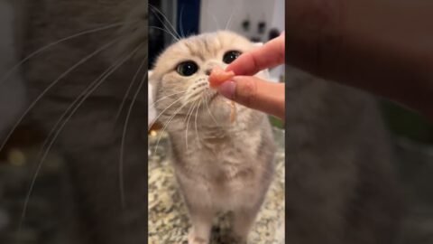 All we need for relaxing is such a Cat Mrrpbang 😌