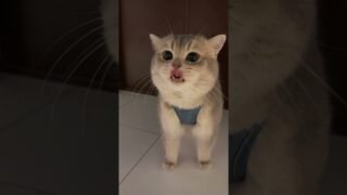 Oops! You just found a noisy yet purrfectly cute cat!