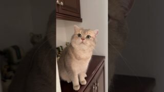 The King of Meowing has returned!!Happy meow year guys!🎉🎊🍾