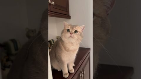 The King of Meowing has returned!!Happy meow year guys!🎉🎊🍾