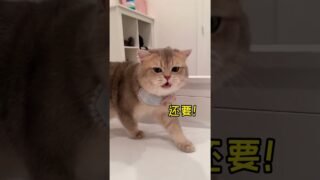 What kind of massage technique can make a kitty like this?