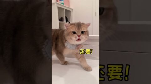 What kind of massage technique can make a kitty like this?