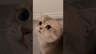 100/100 CUTENESS for this new album demo!!!