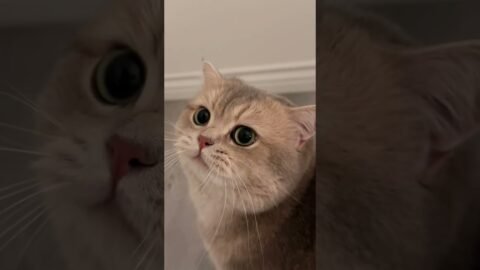 100/100 CUTENESS for this new album demo!!!