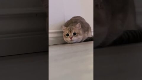 Can’t get enough of this butt wiggle 😆