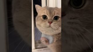 🐱: Mom, yard. I wanna play in the yard