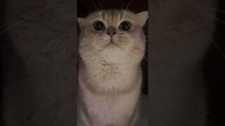 Our little Cash still sounds like a baby when educating his baby😹