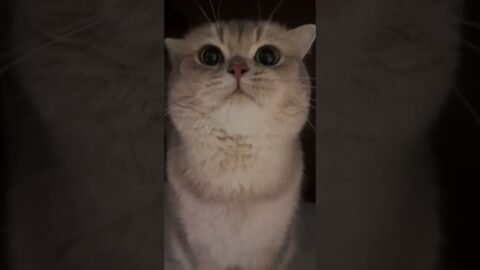 Our little Cash still sounds like a baby when educating his baby😹