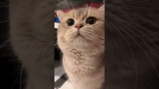 This is how I get whatever I want from hooman😼