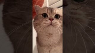Will any one of my meowings get your heart?