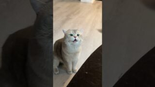 Does the loudest kid get most love?