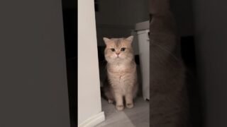 The louder the cat, the cuter it is, right?