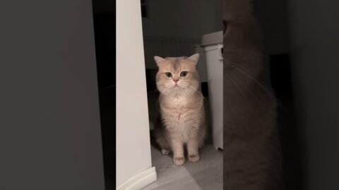 The louder the cat, the cuter it is, right?