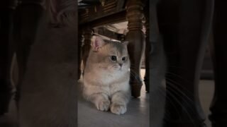 Hooman, come here. I want a head massage…That’s right
