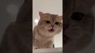 The big-tongue cat from the perspective of a mouse