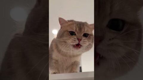 The big-tongue cat from the perspective of a mouse