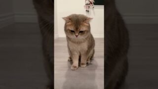 A rare B-boy cat who can mrrap and do hip-hop dance