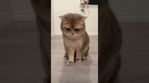 A rare B-boy cat who can mrrap and do hip-hop dance